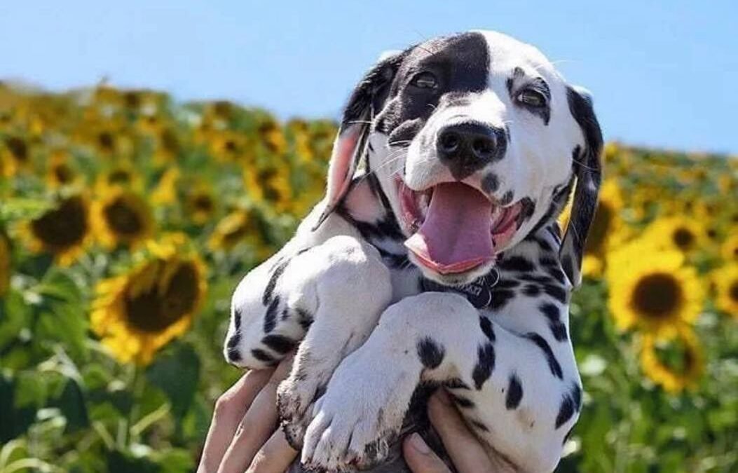 dalmatian puppy