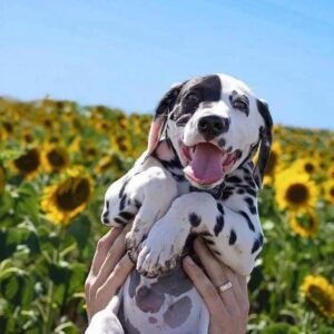 dalmatian puppy