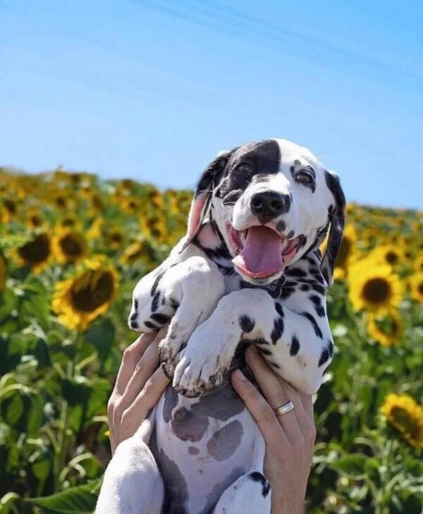 dalmatian puppy