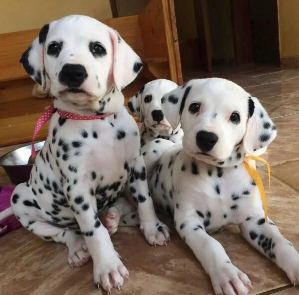 dalmatian puppies