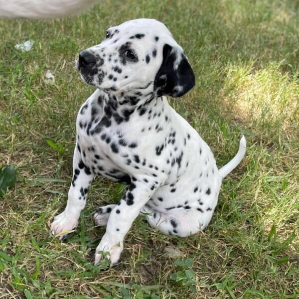 dalmatian