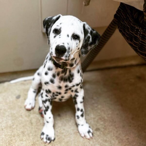 dalmatian puppies