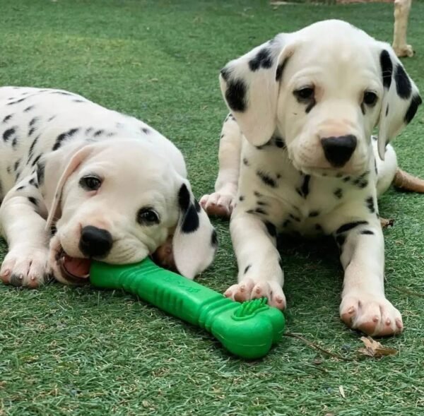 two dalmatian playing