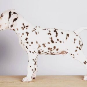 long haired Dalmatian puppies for sale