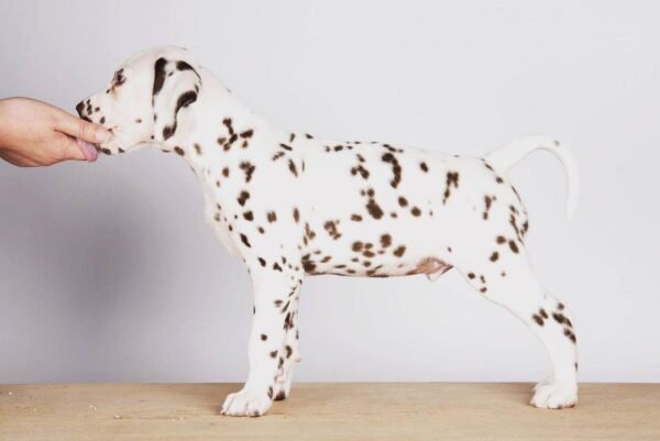 long haired Dalmatian puppies for sale