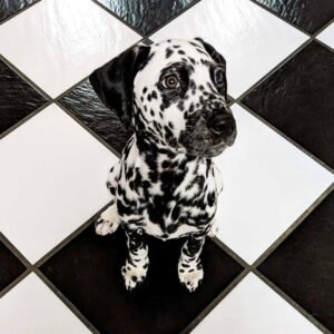 Dalmatian dog costume