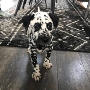 Dalmatian puppies for sale​