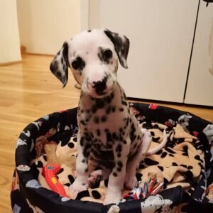 dalmatian puppies florida for sale