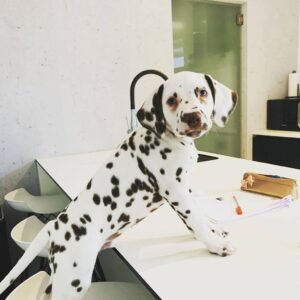 How much are long haired dalmatian near me for sale