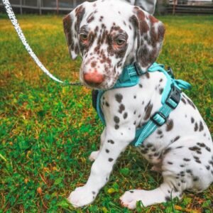 long haired dalmatian for sale