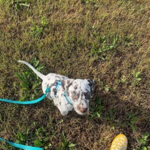 dalmatian puppies for sale near me​