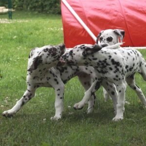 diy dalmatian dog costume for sale