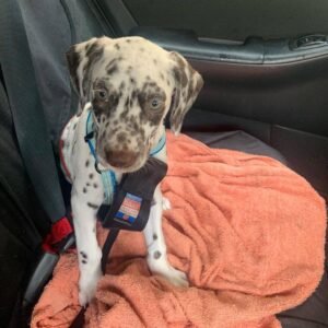 long hair dalmatian for sale